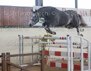 Berlin dei Folletti TosTour2013- S5 3021 : Arezzo, Arezzo Equestrian Centre, Berlin dei Folletti, Cavalli d'Italia, Toscana Tour 2013, foto di Stefano Secchi ©
